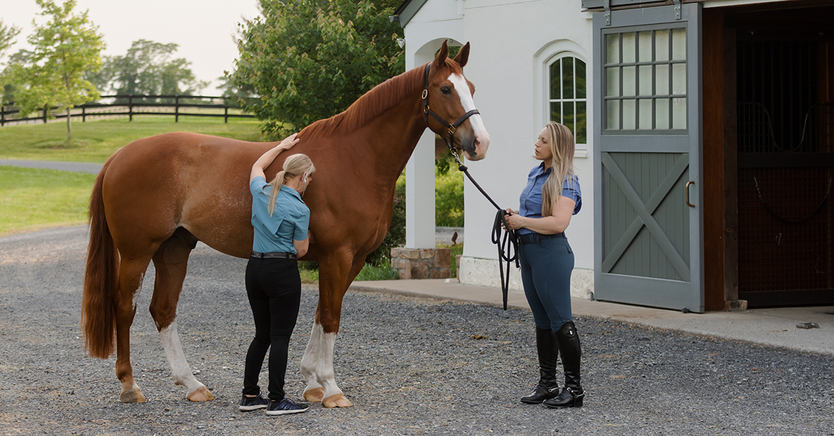 senior horse hydration tips